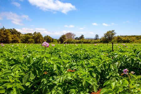 potato fiel with a lot of plants with flowersの写真素材