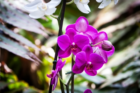 Violet orchid on garden with black backgroundの写真素材
