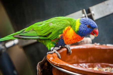 Trichoglossus haematodus also knowed as rainbow parrot