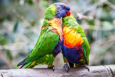 Trichoglossus haematodus also knowed as rainbow parrot