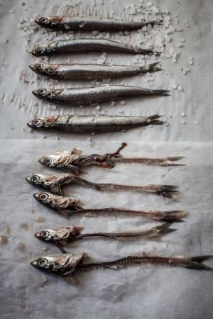 Preparing raw anchovies for salt and dryの写真素材