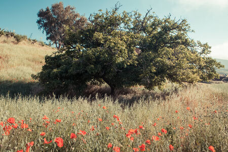 a field of poppy in spring on vintage syleの写真素材