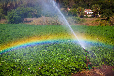potato field with water sprinkler and rainbowの写真素材