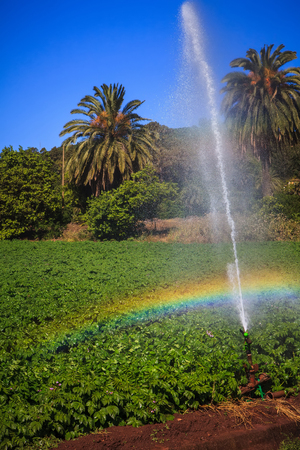 potato field with water sprinkler and rainbowの写真素材