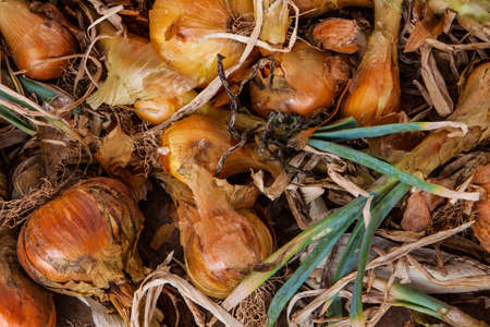 a lot of fresh onions in the floor for dryの写真素材