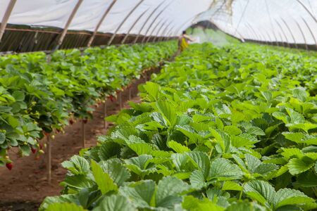 hydroponic cultivation of  sweet strawberries on greenhouseの写真素材