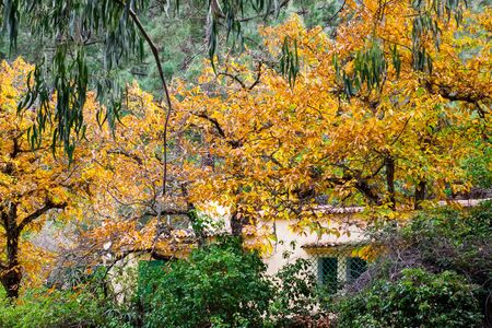 Beautiful Colorful Autumn Leaves  on green, yellow, orange, redの写真素材
