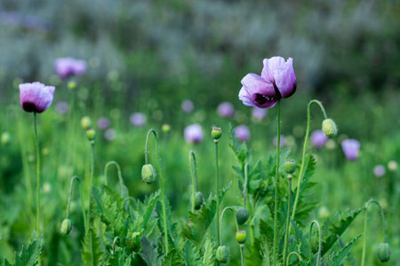 a field of purple poppy with green backgroundの写真素材