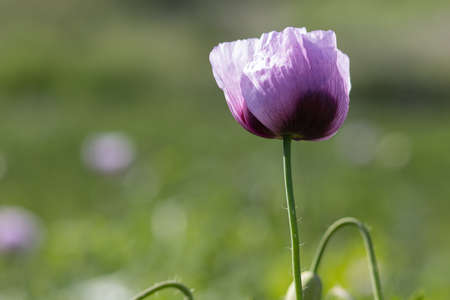 a field of purple poppy with green backgroundの写真素材