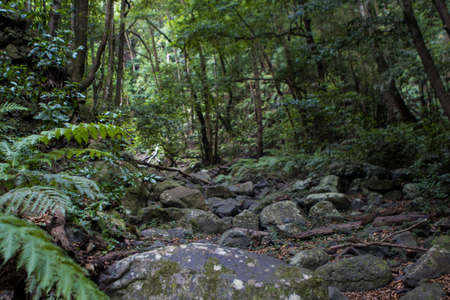 Green fern forest in the island of la palma cubo de la galga path
