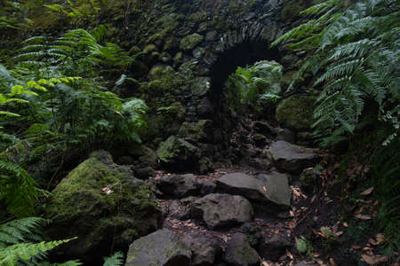 Green fern forest in the island of la palma cubo de la galga path