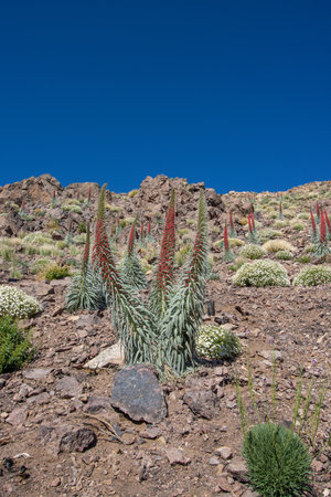 Flowering of the red tajinaste or echium wildpretti in the Teide national parkの写真素材