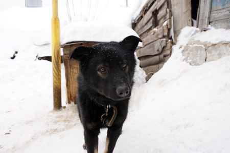 muzzle of a black dogの写真素材