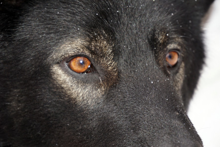 muzzle of a black dog
