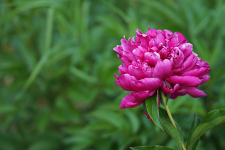 beautiful flower in the gardenの写真素材