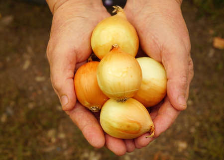 woman holding a orange onion close upの写真素材