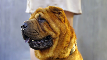 young woman walking in the park with a Shar-Pei.の写真素材