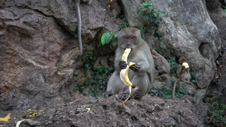 portrait of a monkey close-up outdoors.の写真素材