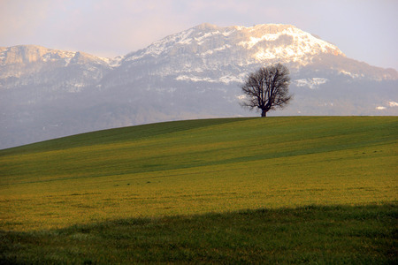 View of a lonely tree on a hill in a winter landscapeの写真素材