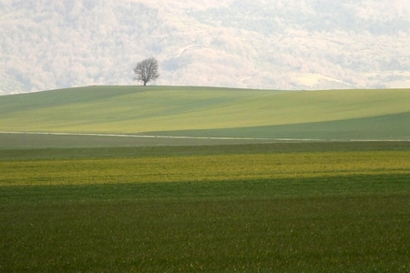 View of a lonely tree on a hill in a winter landscapeの写真素材