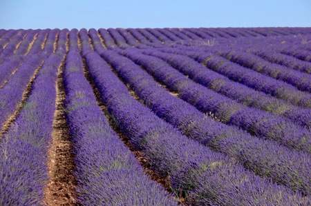 Lavander fieldsの写真素材