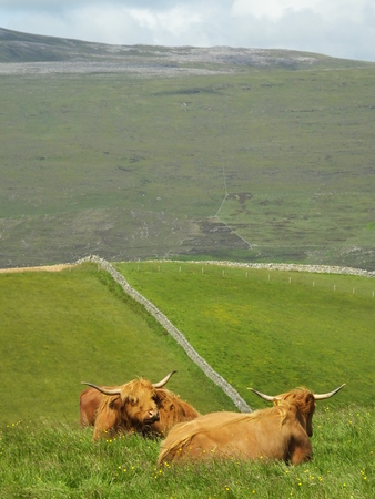 Couple of Scottish Highland cowsの写真素材