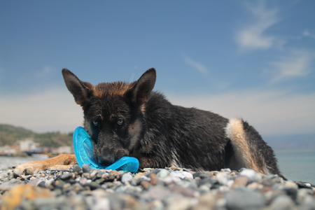 German shepherd biting a toy. 7 months old, female.の写真素材
