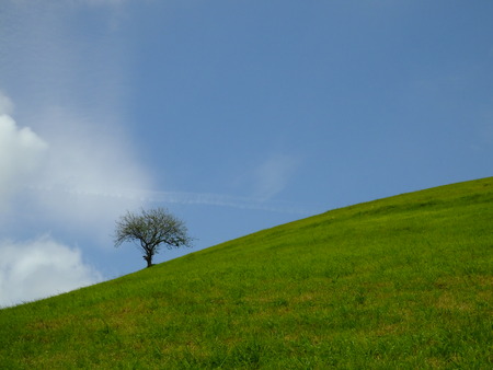 Green meadow, blue sky and solitary treeの写真素材