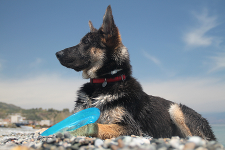 German shepherd biting a toyの写真素材