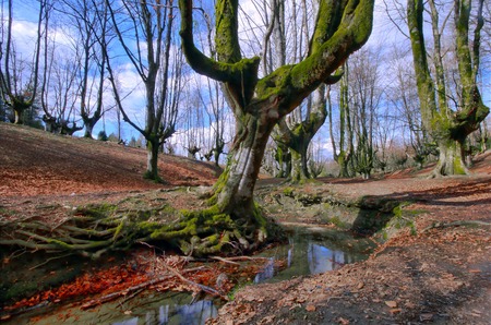 Beech tree forest, green spring leaves.の写真素材