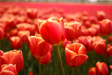 Red Aladin tulip, Netherlandsの写真素材