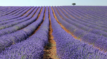 Lavender fieldsの写真素材