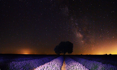 Lavender field at nightの写真素材