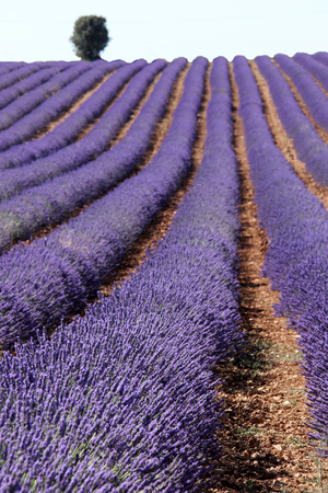 Lavender fieldsの写真素材