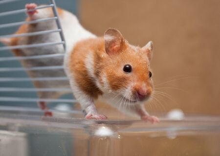 Hamster climbing on cageの写真素材