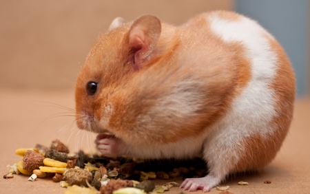 hamster eating