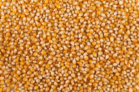 corn seed background