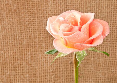 rose flower on hessianの写真素材