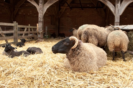 lambing in a farmの写真素材