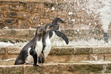 baby penguinの写真素材