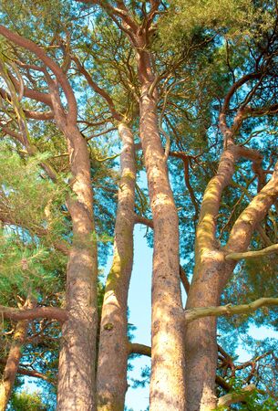 Detailed image of fir tree trunks against a vibrant blue skyの写真素材