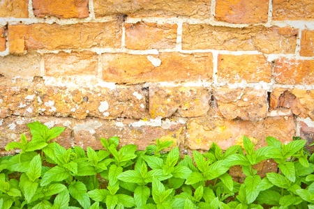 Lovely fresh mint leaves against a red brick wallの写真素材