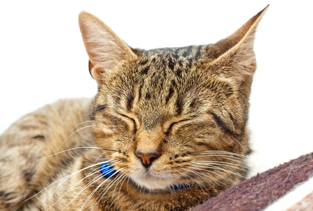 A cute tabby cat sleeping on a blanketの写真素材