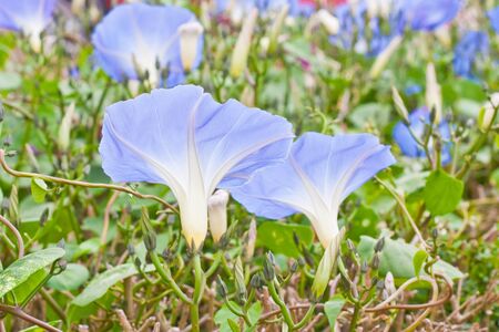 Beautiful dreamy image of  morning glory flowersの写真素材