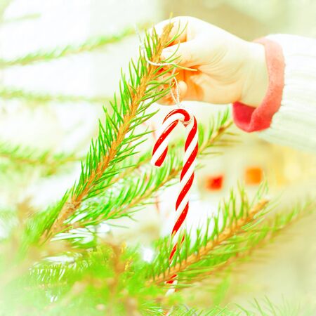 Child;s hands putting a candy cane on a christmas treeの写真素材