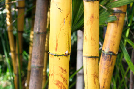 Close up background image of wild bamboo stalksの写真素材