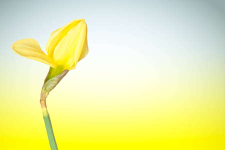 A young daffodil flower blooming in spring against a colorful skyの写真素材