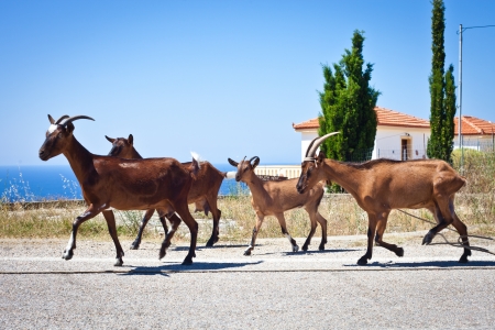 Herd of goats on a road in Alonissos, Greeceの写真素材