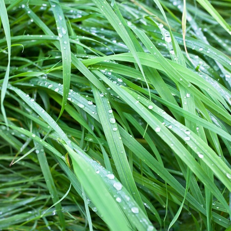 Close up of dew drops on lush green grassの写真素材
