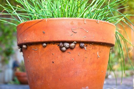 Group of baby snails resting on the edge of a terracotta garden plant potの写真素材